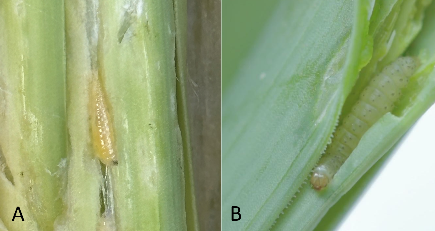 Allium leafminer larvae (maggots) are cream to yellow in colour and lack legs and a distinct head while leek moth larvae (caterpillars) are yellow to green, have legs and a defined head.