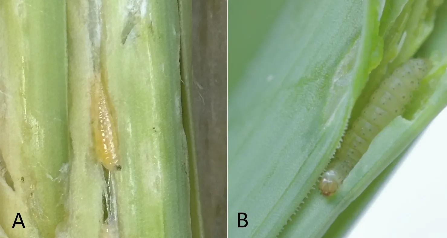 Allium leafminer larvae (maggots) are cream to yellow in colour and lack legs and a distinct head while leek moth larvae (caterpillars) are yellow to green, have legs and a defined head.