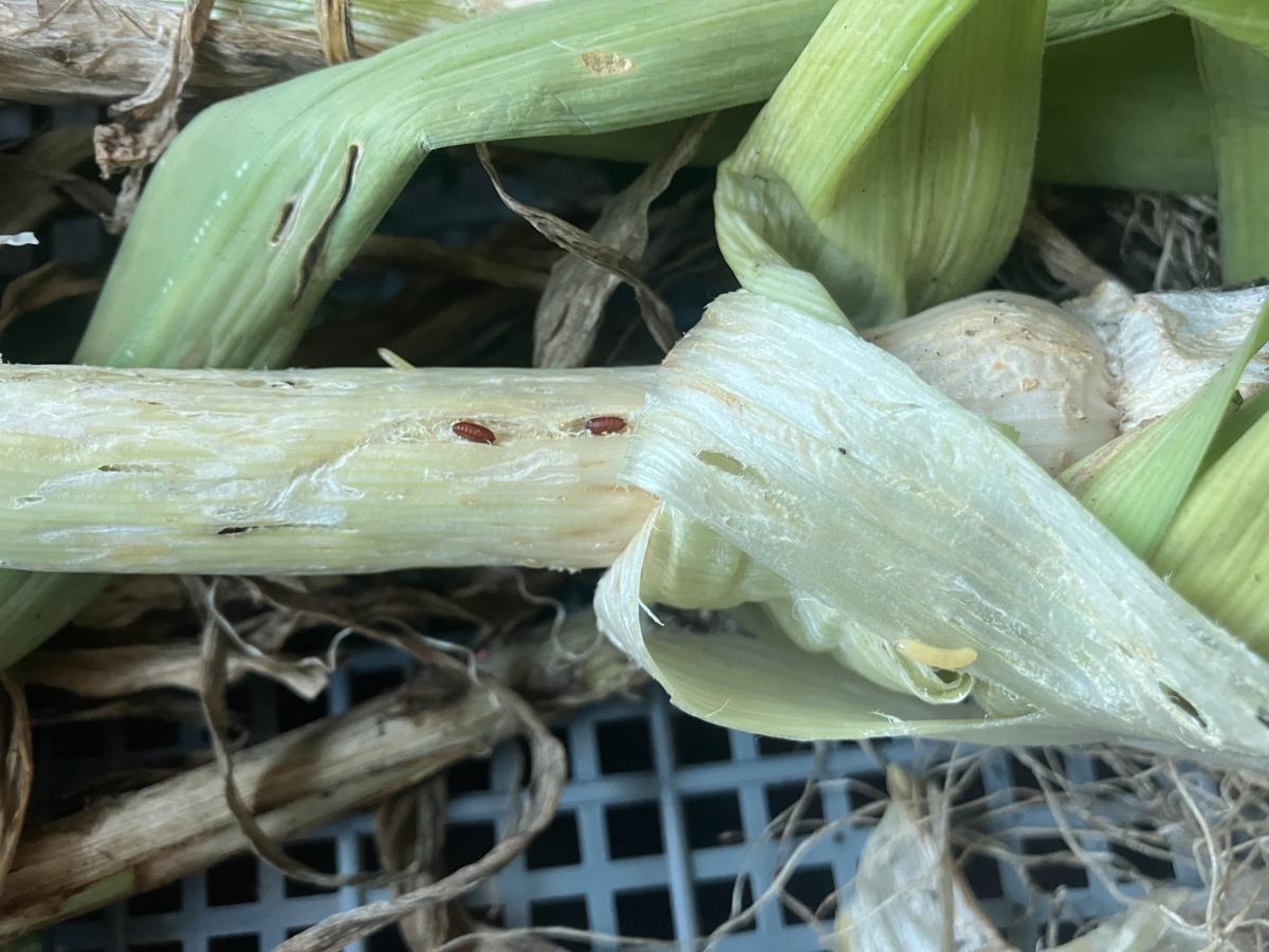 Allium leafminer pupae and larvae on a leek 