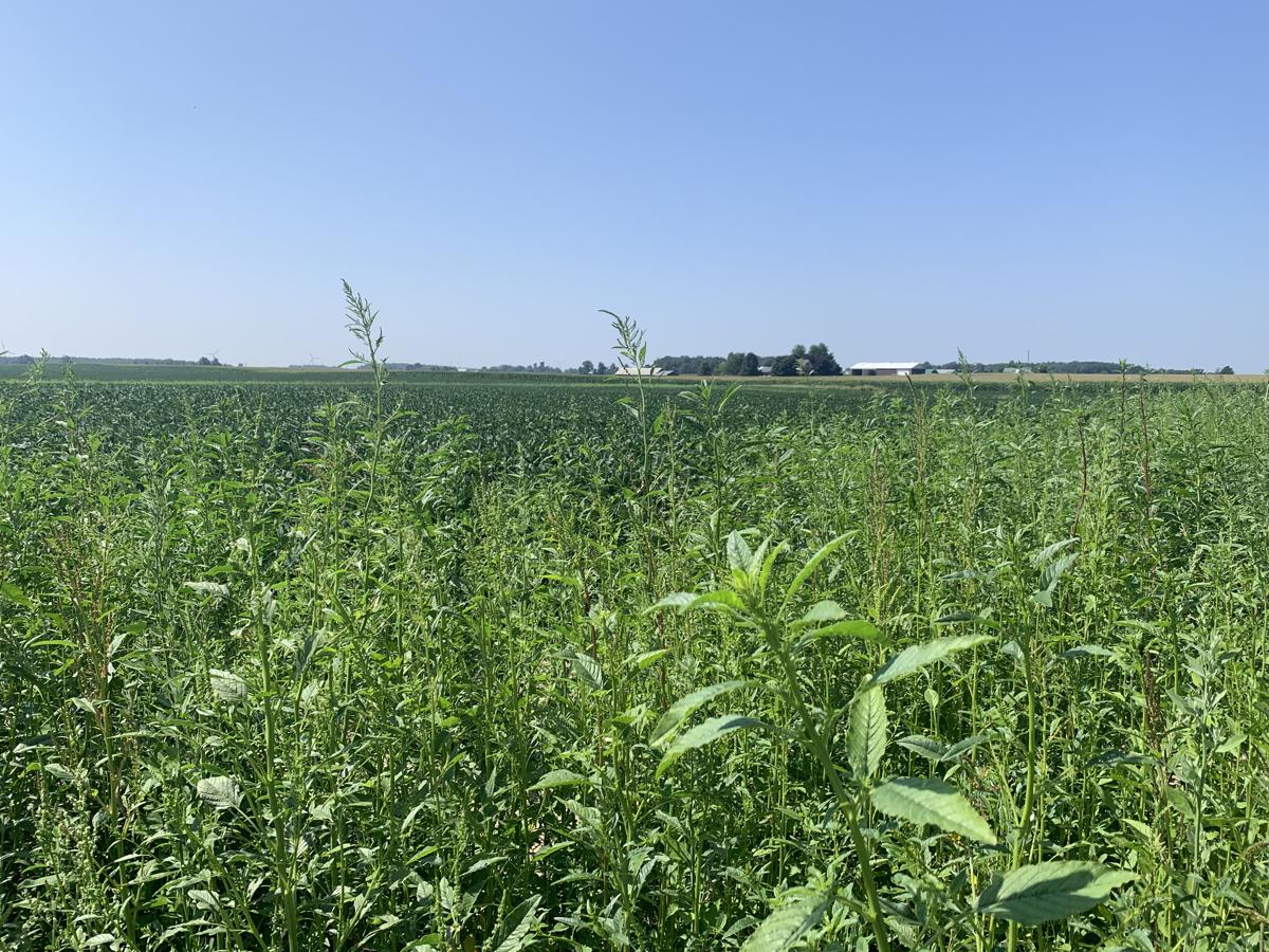 waterhemp growing above a soybean canopy in August