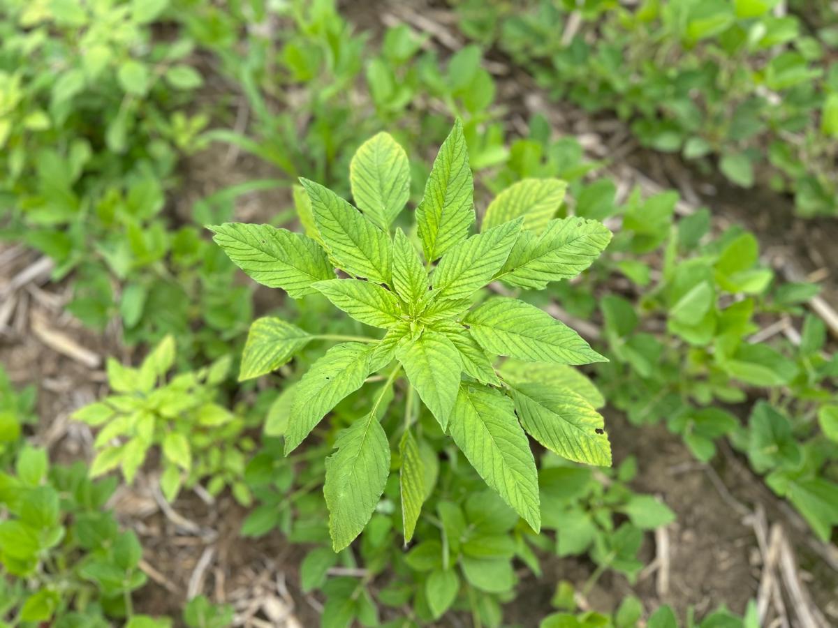 palmer amaranth in a soybean field during early July 2026.
